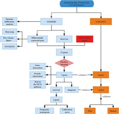 Machine learning-based identification of CYBB and FCAR as potential neutrophil extracellular trap-related treatment targets in sepsis